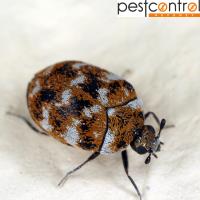 Beetle Pest Control Sydney image 1